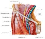 Anatomie: heup,bovenbeen,knie,onderbeen,enkel,voet,acetabulum,collum femoris,trachanter,femur,epicondyl,meniscus,kruisband,cruciate ligament,patella,knieschijf,tibia,fibula,malleolus,talus,calcaneus,tarsus,metatarsus,phalanx,falanx,quadriceps femoris,rectus femoris,sartorius,tensor fasciae latae,tractus iliotibialis,biceps femoris,gastrocnemius,semimembranosus,semitendinosus,soleus,suralis,vena saphena parva,vena saphena magna,sciatic,ischiadicus,peronea